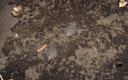 Animals;-Black-sand;-Comoros-Archipelago;-France;-Hatchlings;-Indian-Ocean;-Kaleidos;-Kaleidos-images;-La-parole-à-limage;-Laurent-Abad;-Mayotte;-Nature;-Sea-turtle;-Stories-Pictures;-Wildlife